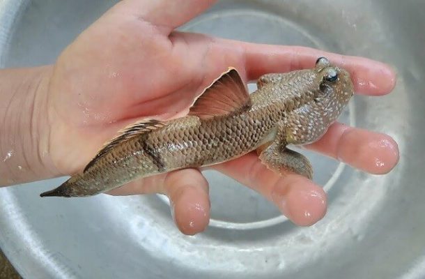 Mudfish