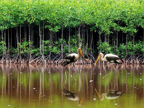 Summer monsoon